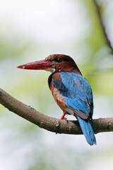 The White-throated Kingfisher on a branch