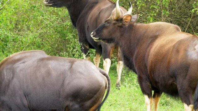 Gaur or Indian bison in a field