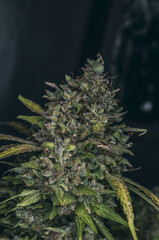 weed in flowering to cannabis club so high