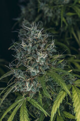 weed in flowering to cannabis club so high
