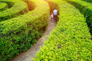 Soft focus of green plant maze wall with tourist.Labyrinth maze garden. A spiral movement build...