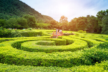 Soft focus of green plant maze wall with tourist on the stair raise  the ground ,maze garden. A...