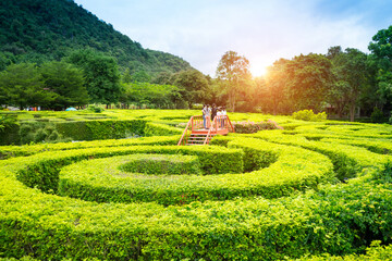 Soft focus of green plant maze wall with tourist on the stair raise  the ground ,maze garden. A spiral movement build from the vine is creep and sticking on the wall with sunlight  in the park