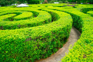 Green plant maze wall .Labyrinth maze garden. A spiral movement build from the vine is creep and...