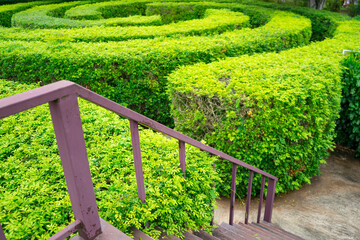Focus at the stairs ,Green plant maze wall .Labyrinth maze garden. A spiral movement build from the...
