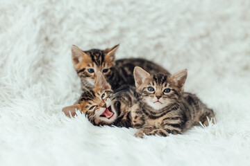 Three little bengal kittens on the white fury blanket