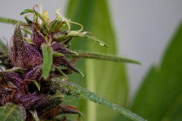 Background cannabis macro photo of marijuana bud under the microscope, Cannabis plant for study in laboratory.