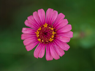 Fototapeta premium ジニア 百日草