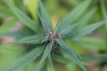 Background cannabis macro photo of marijuana bud under the microscope, Cannabis plant for study in laboratory.