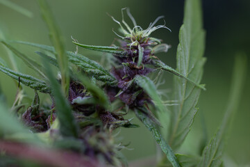 Background cannabis macro photo of marijuana bud under the microscope, Cannabis plant for study in laboratory.