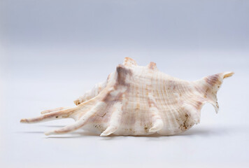 Sea shell isolated on white background
