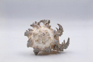 Sea shell isolated on white background