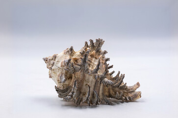 Sea shell isolated on white background