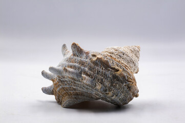 Sea shell isolated on white background