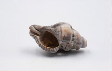 Sea shell isolated on white background