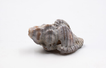Sea shell isolated on white background