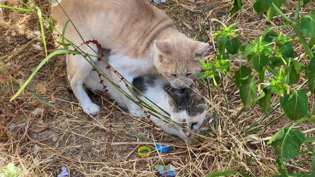 Homeless cats making love outdoors