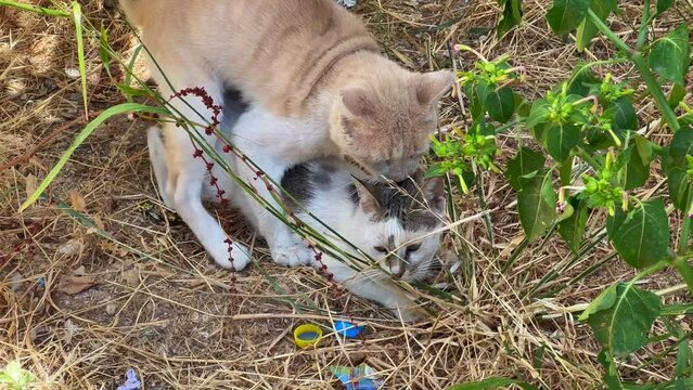 Homeless cats making love outdoors