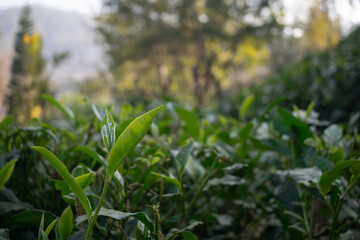 Tea leaves at a farm. Gardening, herb, lemon grass, boil, hot, cup, coffee, india, indian, chai, patti, black, picker, rural, hill station, Assam, Kerala, Uttarakhand, terrace kitchen, balcony, cold.