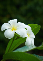 white and yellow plumeria frangipani flowers moist with morning dew leaves.