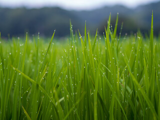 夏の田んぼ