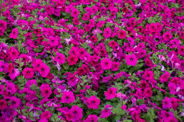 Fototapeta premium Field of pink petunias flowers, top view. Floral background of magenta blooming petunias. Petunia pattern close up