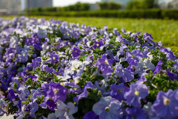 Flowerbed with purple blooming petunias at sunny day. Field of violet petunias flowers closeup. Petunia pattern close up