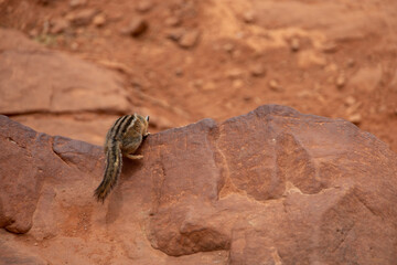 chipmunk in utah desert canyon