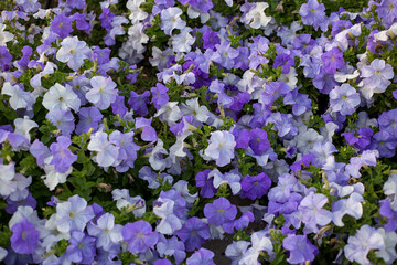 Obraz premium Floral background of purple blooming petunias. Field of violet petunias flowers, top view. Petunia pattern close up