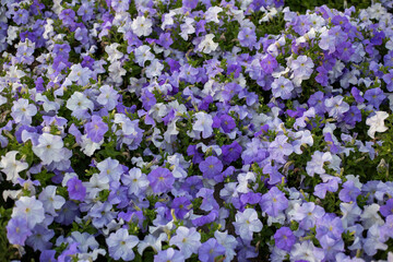 Floral background of purple blooming petunias. Field of violet petunias flowers, top view. Petunia pattern close up