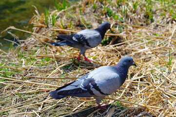 pigeon on the ground