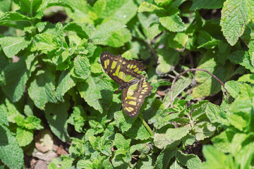 Siproeta stelenes malachite butterfly showcases vivid olive yellow shades of green throughout its open wings as it gathers pollen in sunny botanical garden