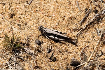 Dorsal view of Common Bandwing Grasshopper (Pycnostictus seriatus) on sand