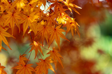 Maple leaves are start to turn red in JAPAN.