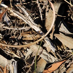 Wingless Grasshopper (Phaulacridium vittatum) in leaf litter