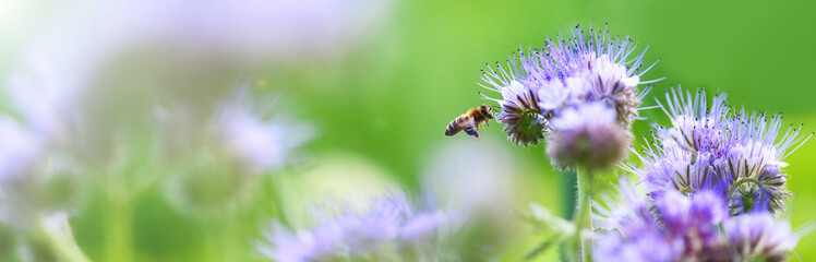 Bee and flower phacelia. Close up flying bee collecting pollen from phacelia on a sunny day on a...