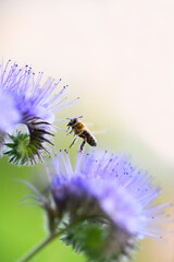 Bee and flower phacelia. Close up flying bee collecting pollen from phacelia on a sunny day....