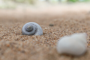 shell on the sand
