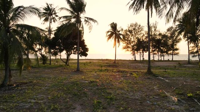 move forword in palm trees and red floral bushes on the on the beach of ocean and sea background 
