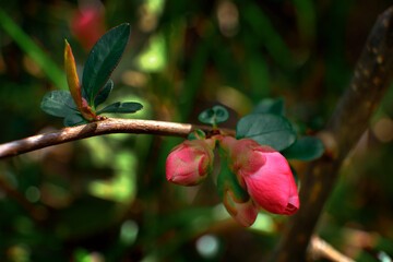 Small delicate pink blossoms of a crab apple tree surrounded by it's dark green leaves  