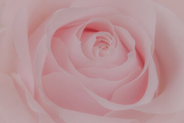 Close up of pink rose on soft bokeh background.