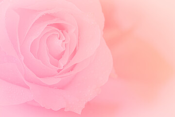 Fototapeta na wymiar Close up of pink rose on pink background. soft filter.