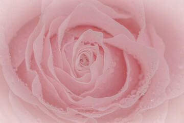 Close up of pink rose on pink background. soft filter.
