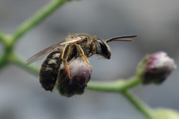 Bee close-up shot on the purple flower