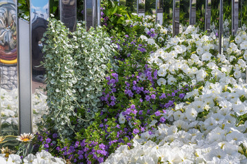White petunia and bacopa terry pale lilac in a flower arrangement in a flower bed and their reflection in the mirrors. Close-up.