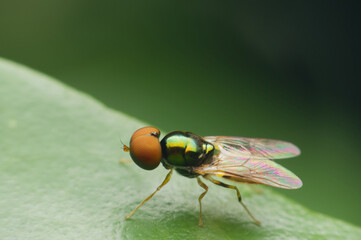 Big-eyes fly close-up shot on the leaf