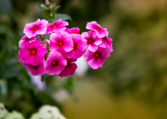 Drummond's phlox flowers