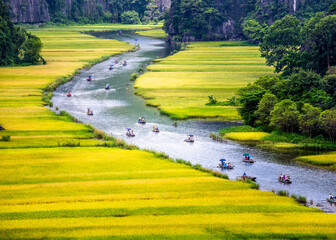 Ripen rice strips in Tam Coc, Ninh BInh, Vietnam