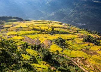 Ripen rice terraced fields at harvest time in Y Ty, Lao Cai -  Vietnam.