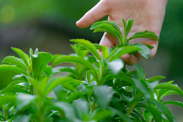 Stevia collection. Hand plucks stevia in the rays of the bright sun. Stevia rebaudiana on blurred green garden background - obrazy, fototapety, plakaty